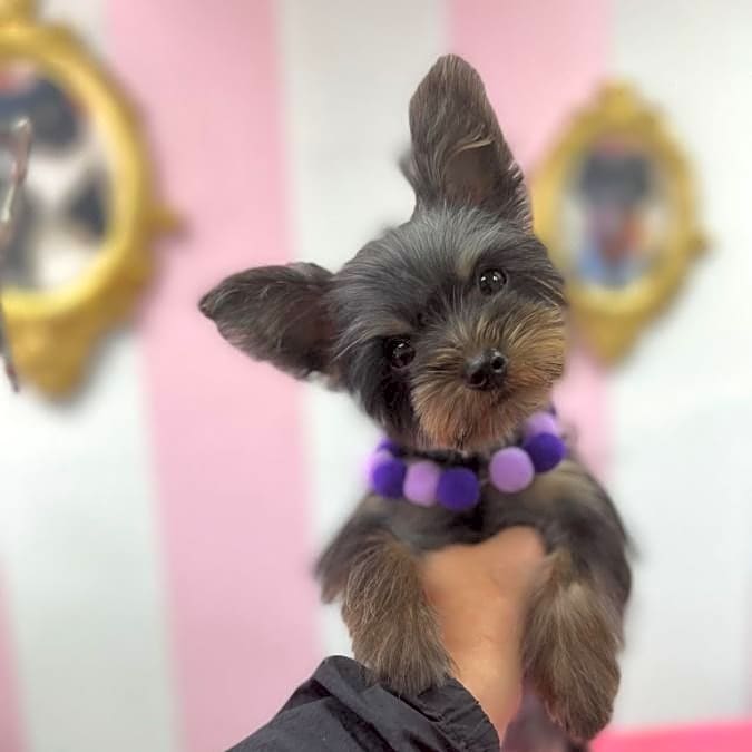Photo of fendi