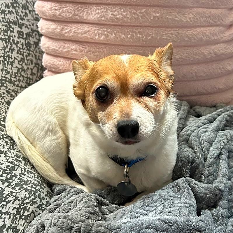 Photo of Lucky