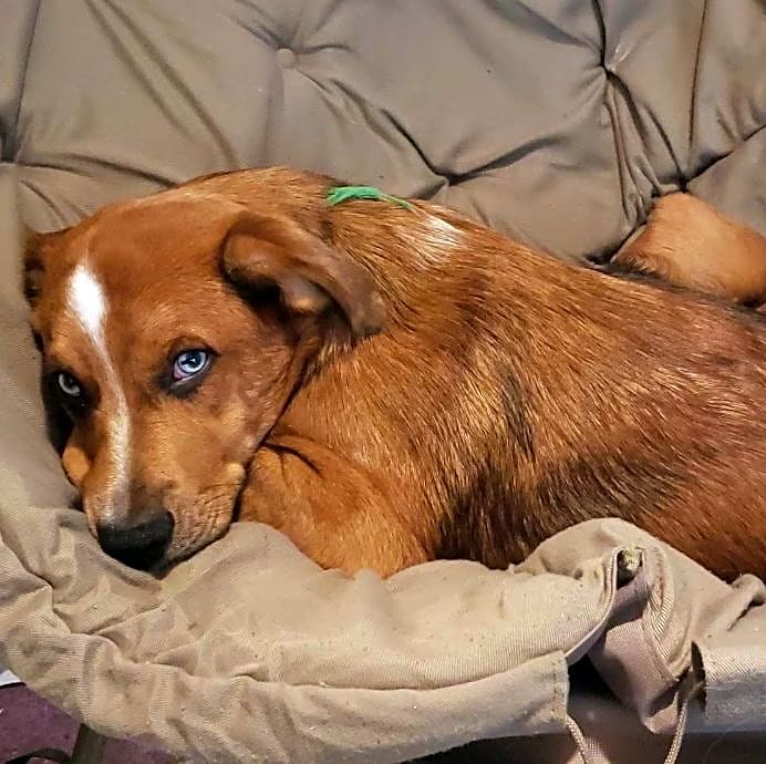 Photo of Buddy