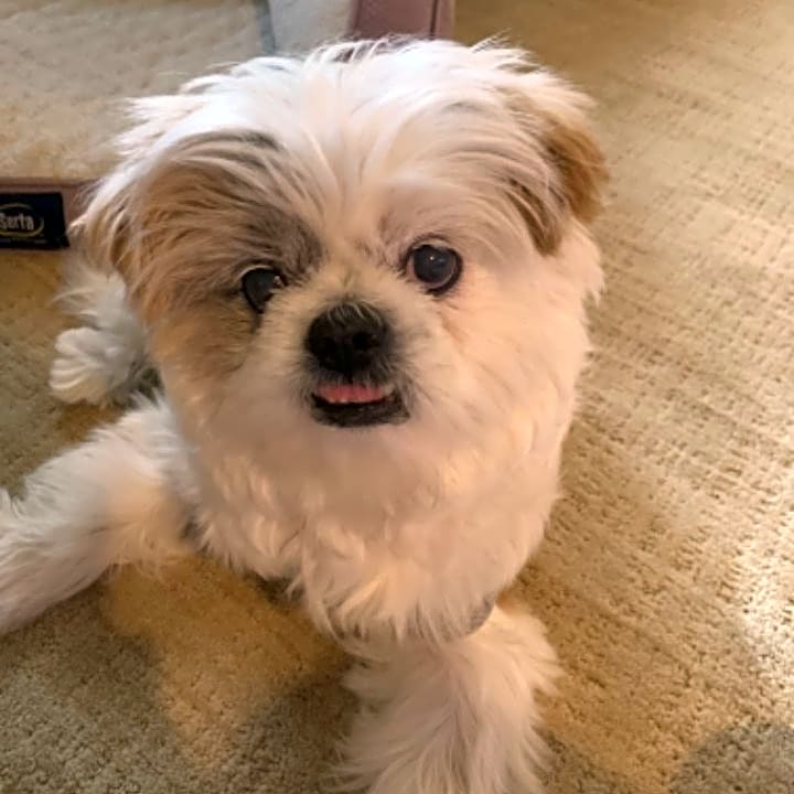 Photo of Macho