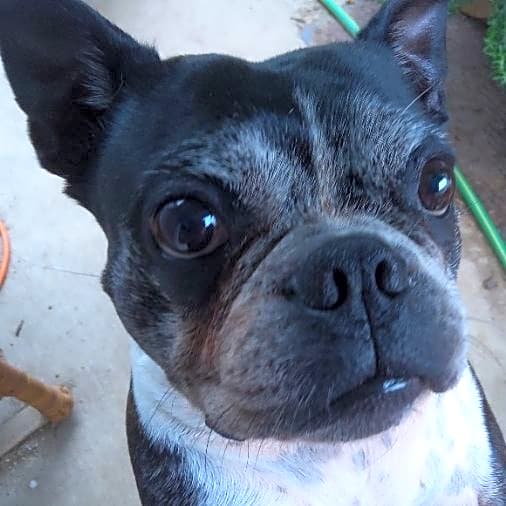 Photo of Baxter