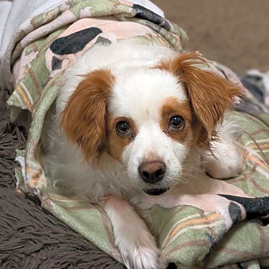 Photo of Achilles