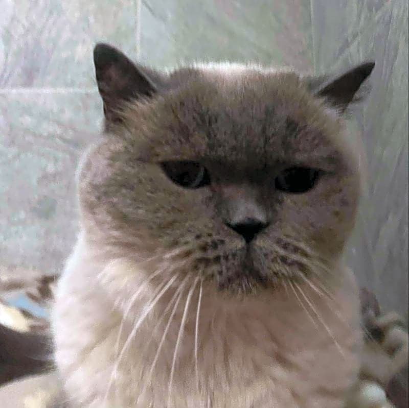Photo of Coco