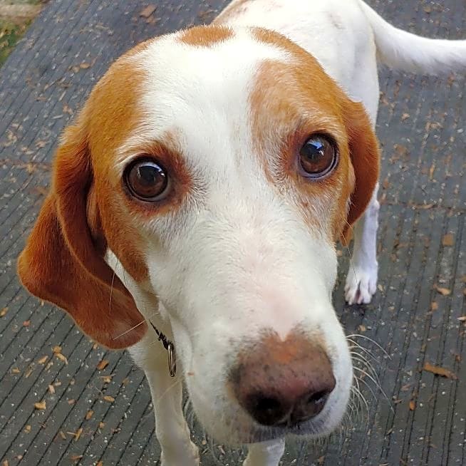 Photo of Penny