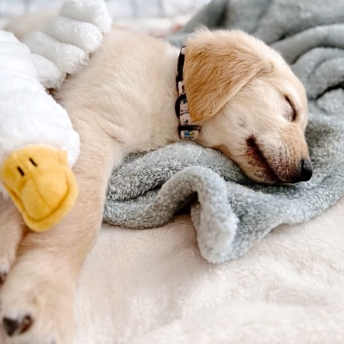 Photo of Goose