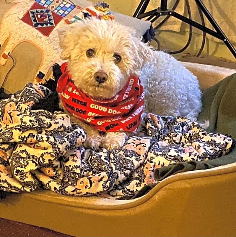 Photo of Sassafras (Sassy) Mae