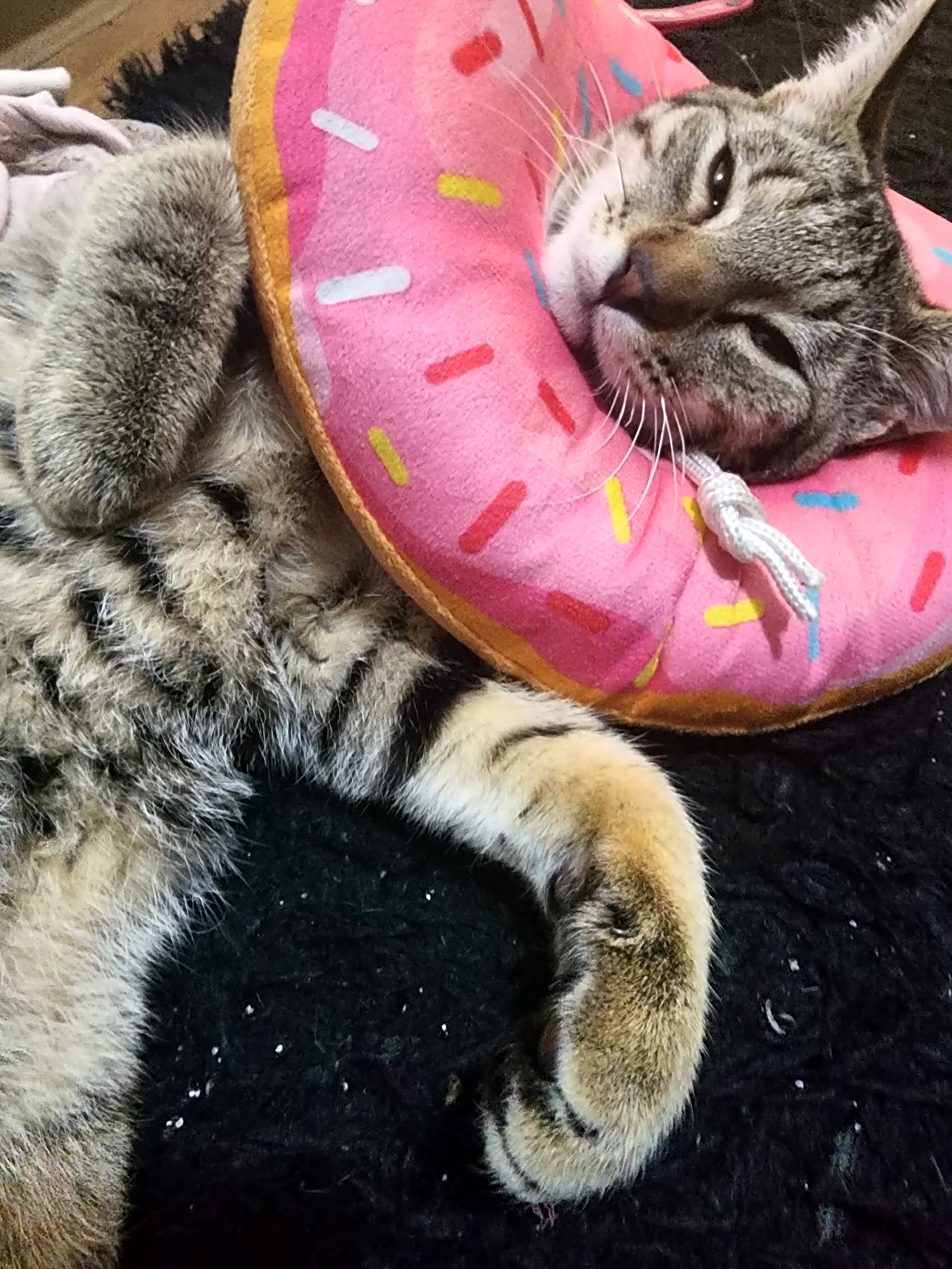 Photo of Luna