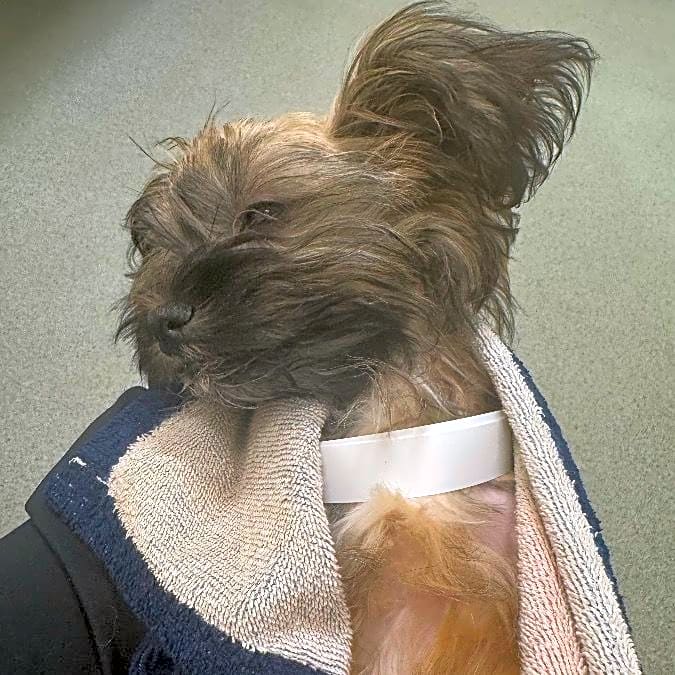 Photo of Rocco
