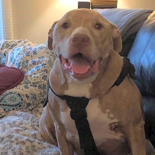 Photo of Cinnamon