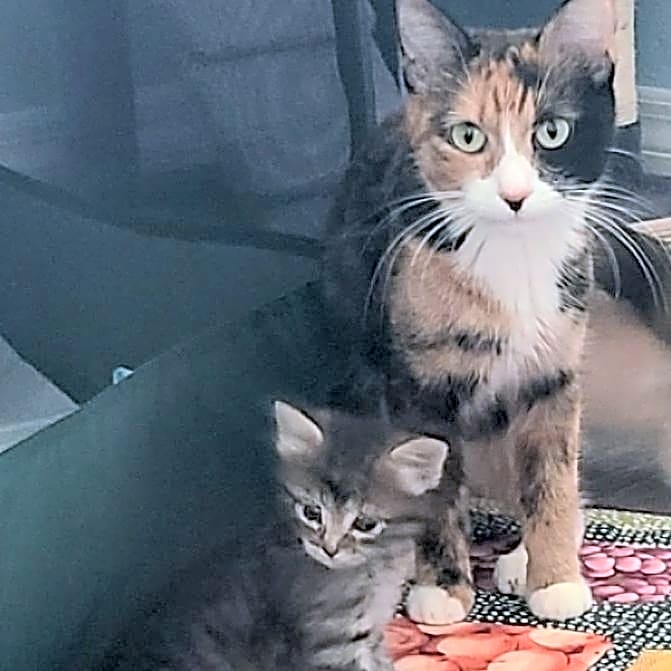 Photo of Mom and two babies