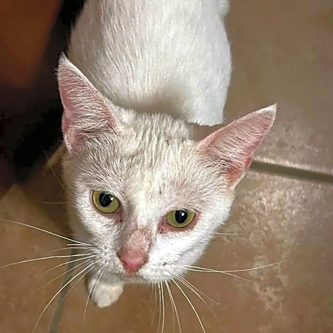 Photo of Pearl