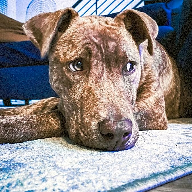Photo of Bodie