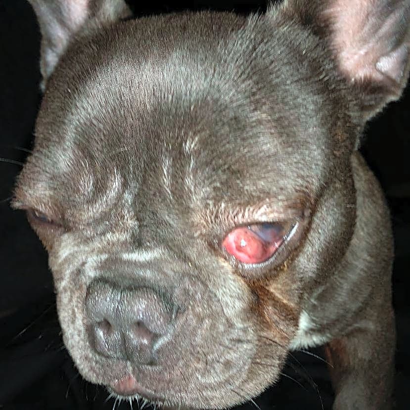 Photo of Thumper