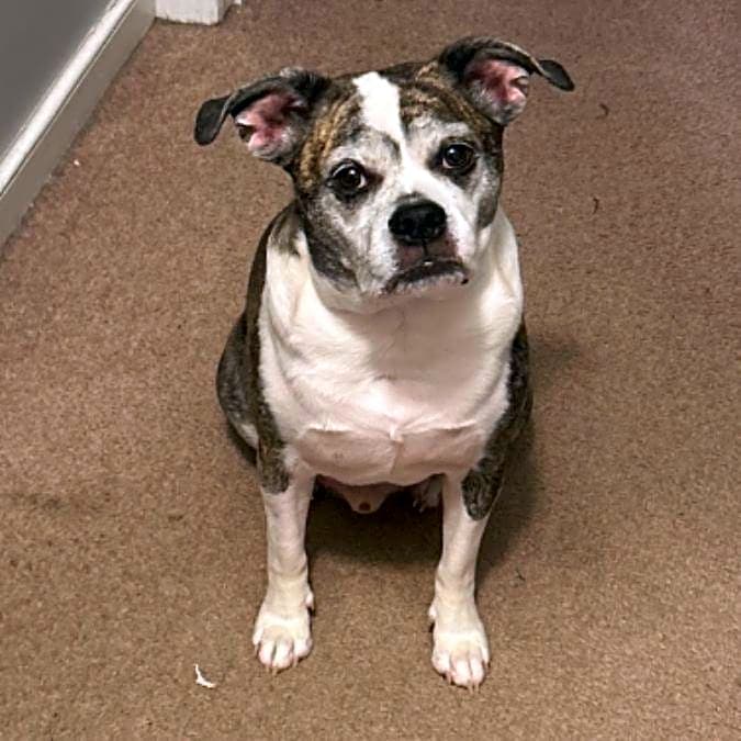 Photo of Rocco