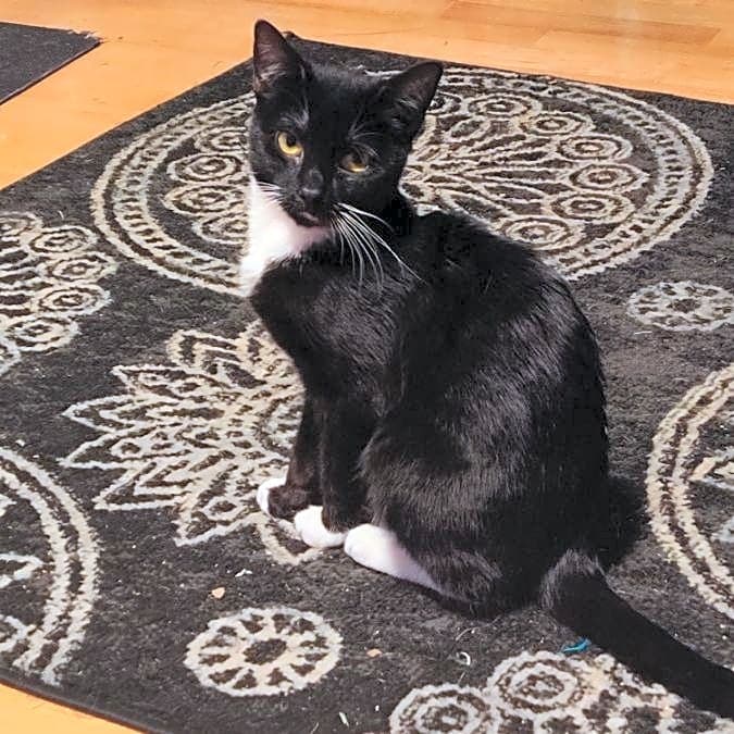 Photo of Midnight