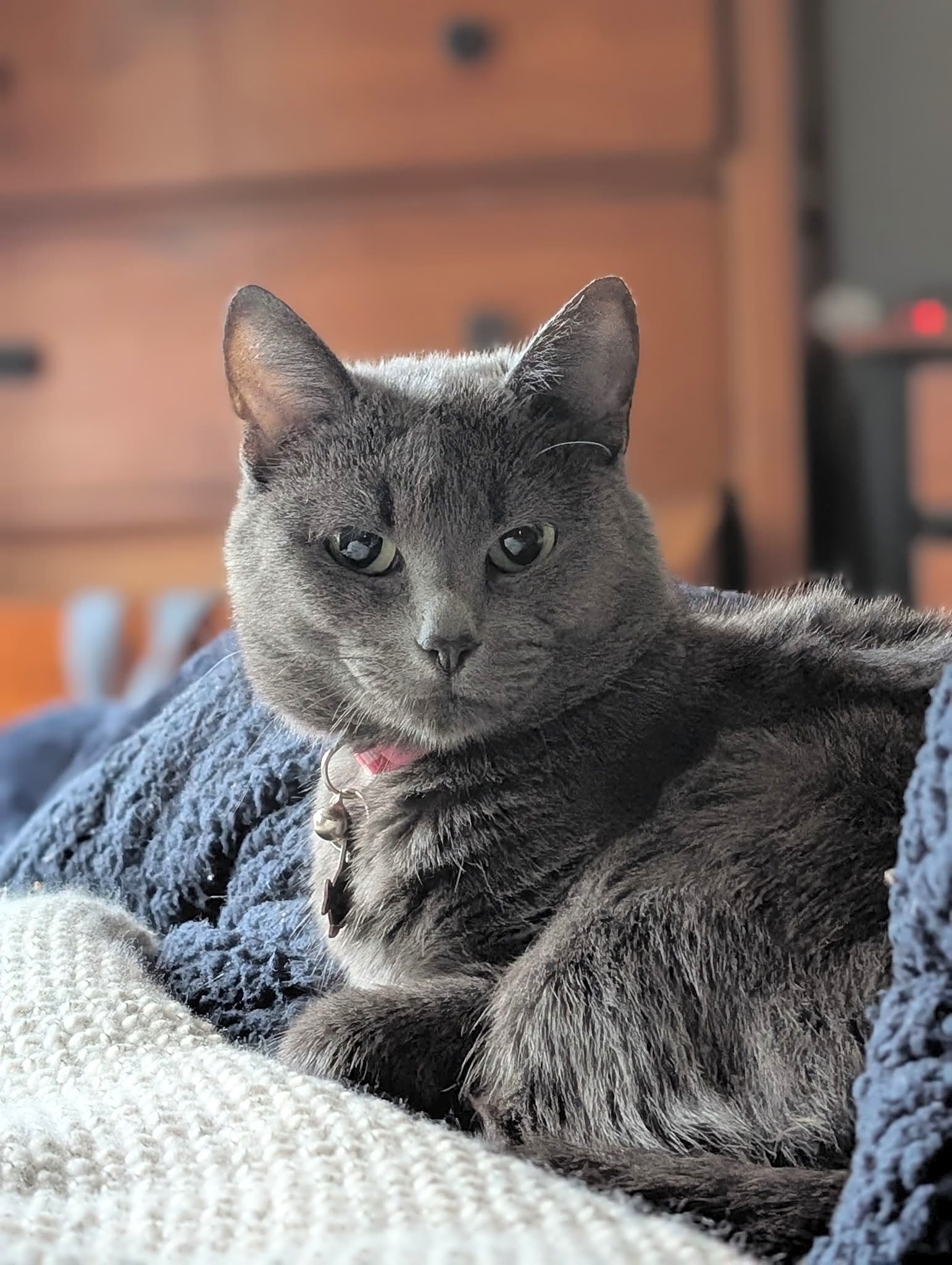 Photo of Daisy