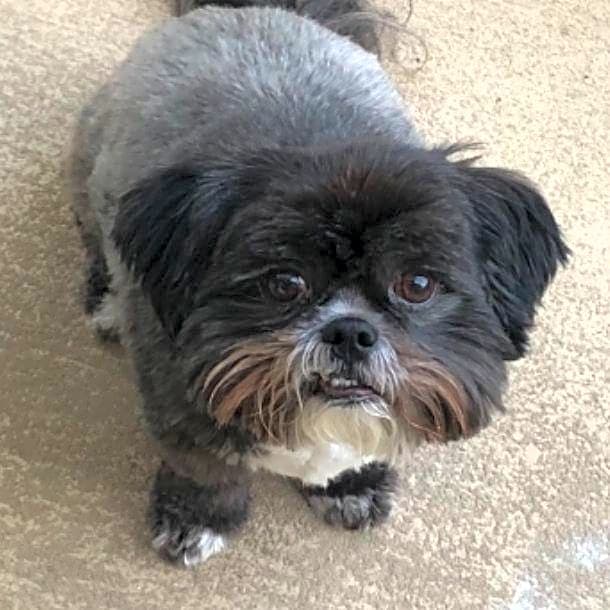 Photo of Yogi