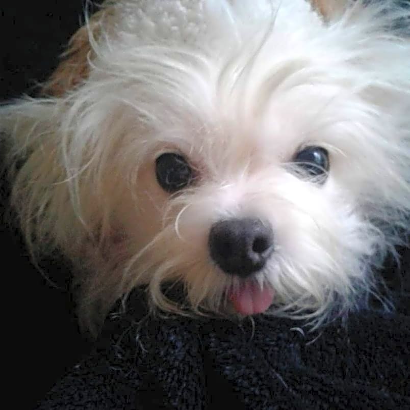 Photo of Bindi