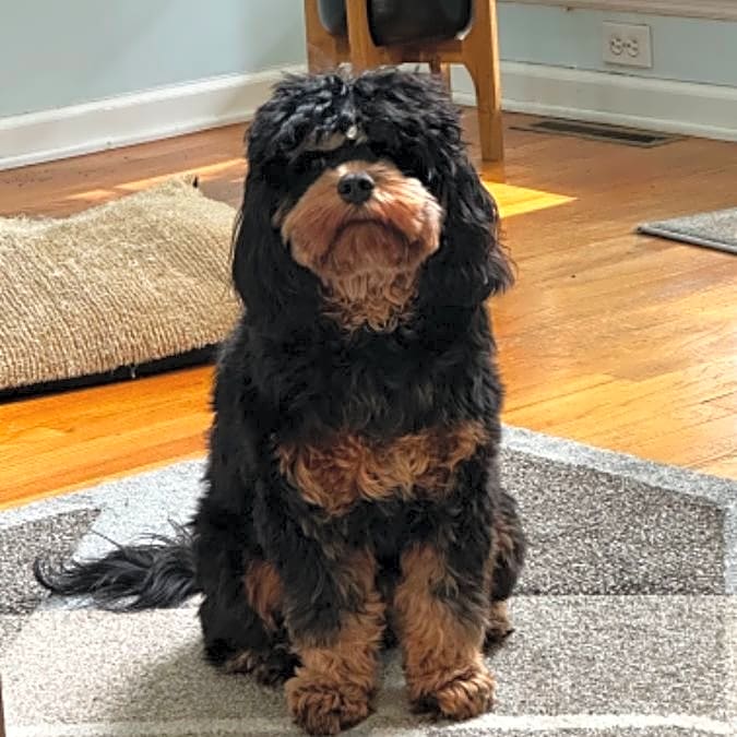 Photo of Paisley