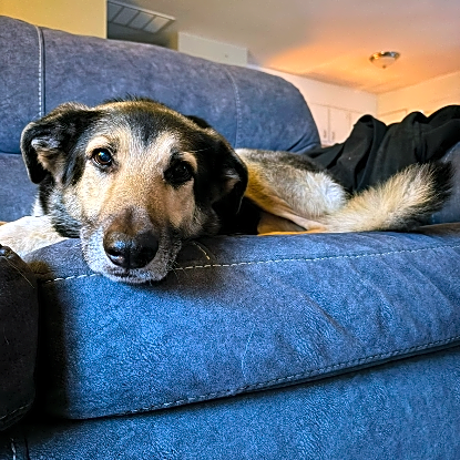 Photo of Koda