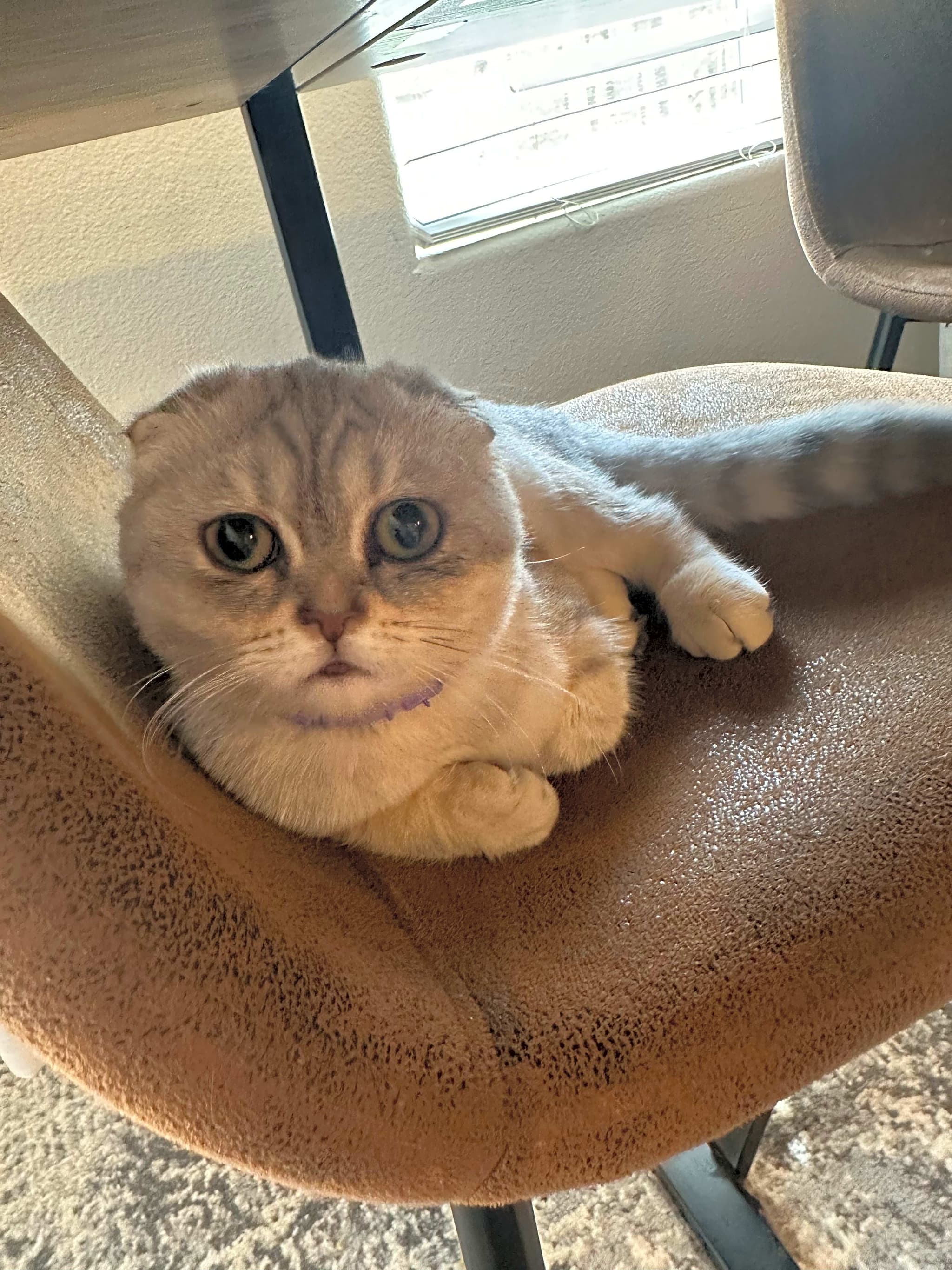 Photo of Luna
