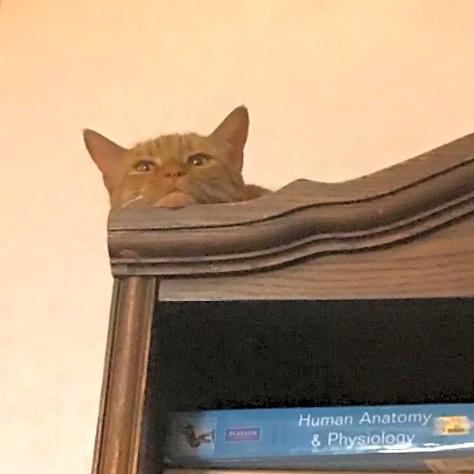 Photo of Tigger