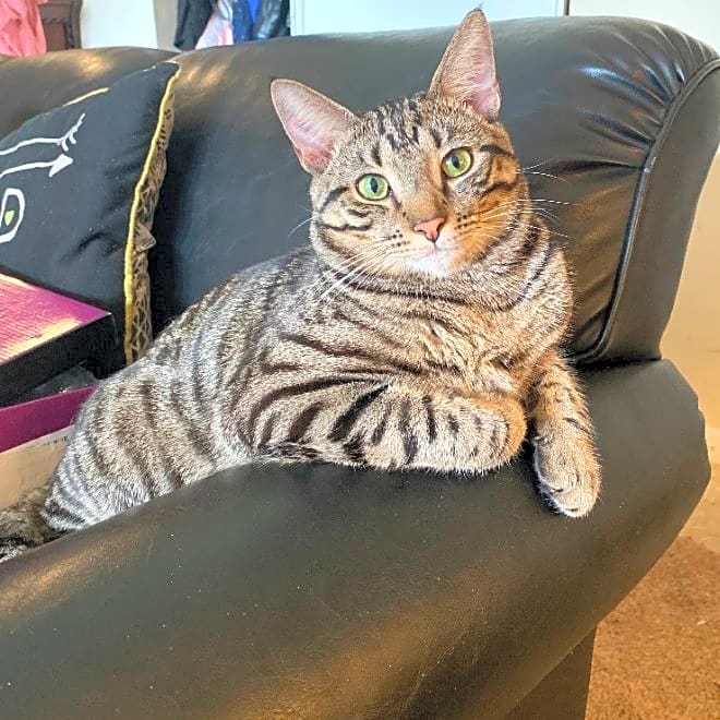 Photo of Teddy Bear