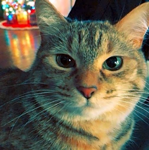 Photo of Leia