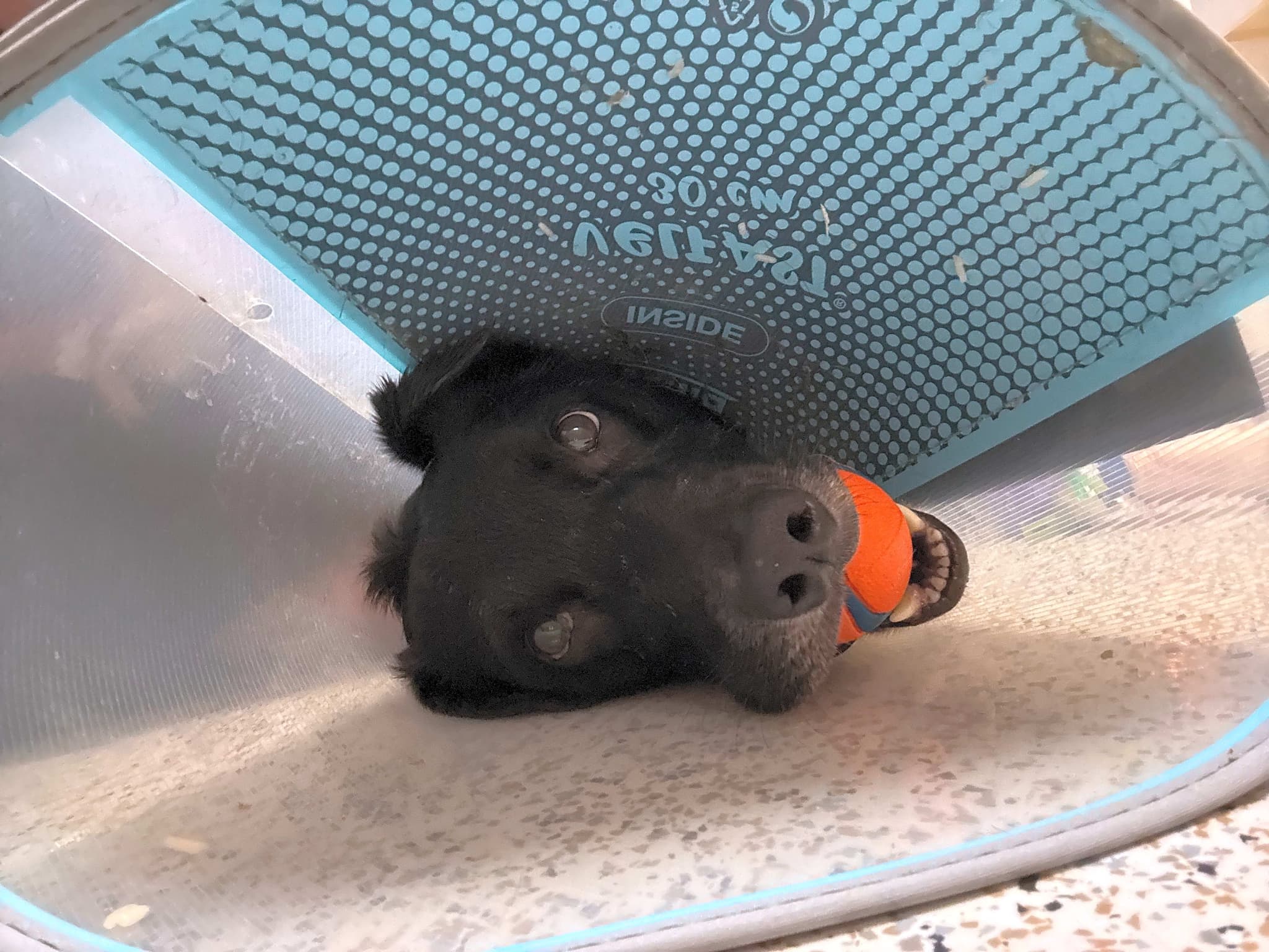 Photo of Tux
