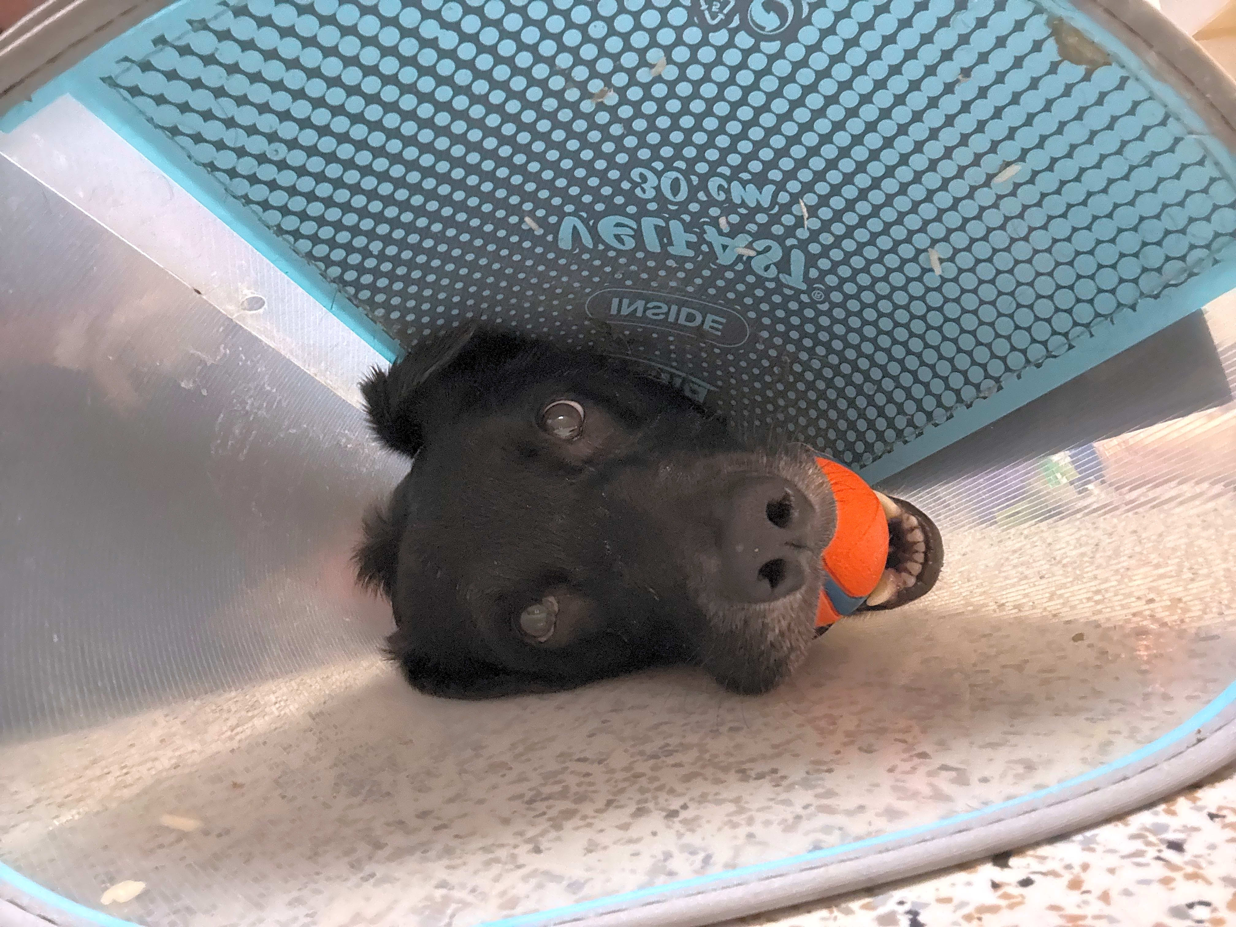 Photo of Tux