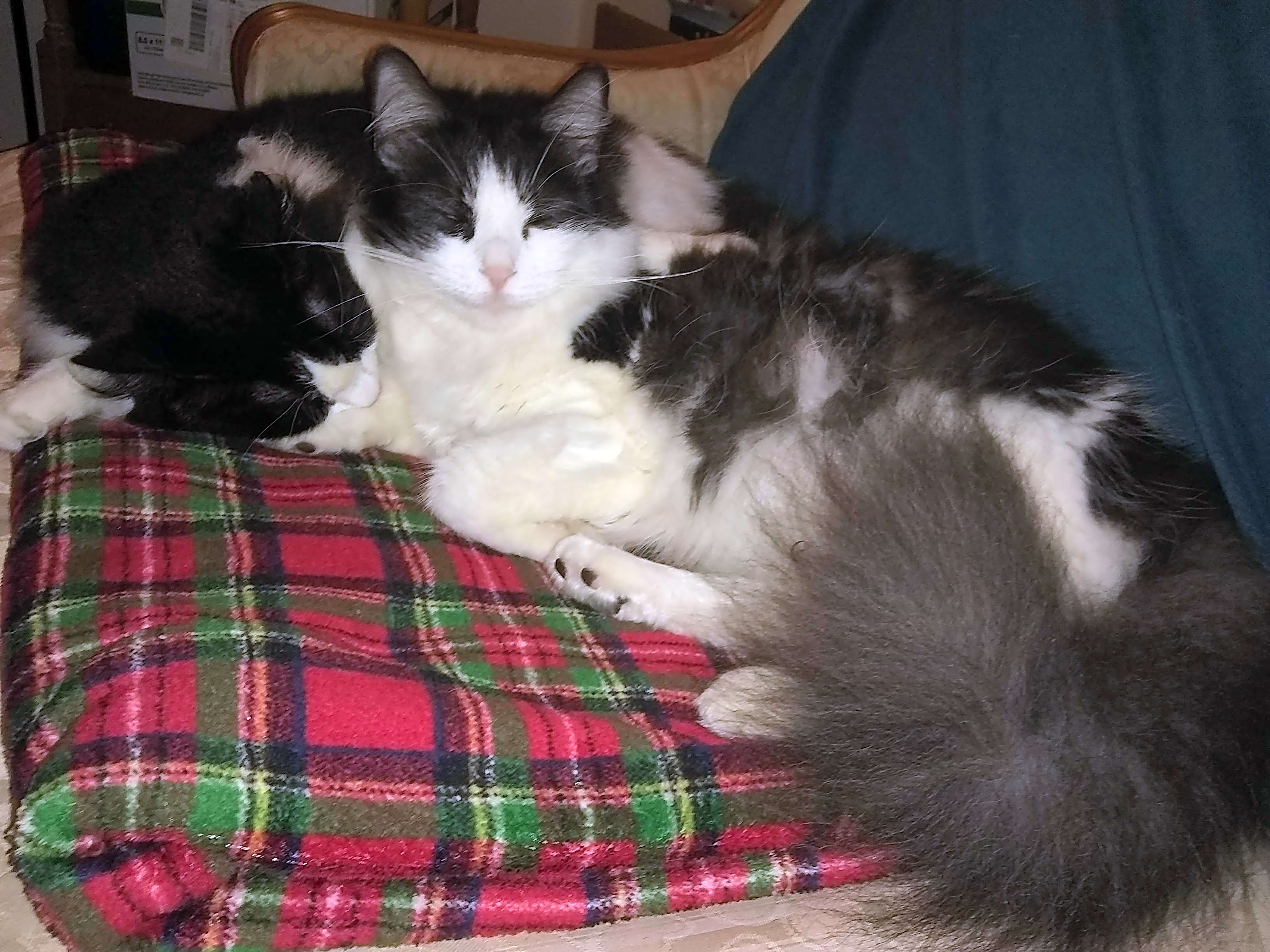 Photo of Gizmo