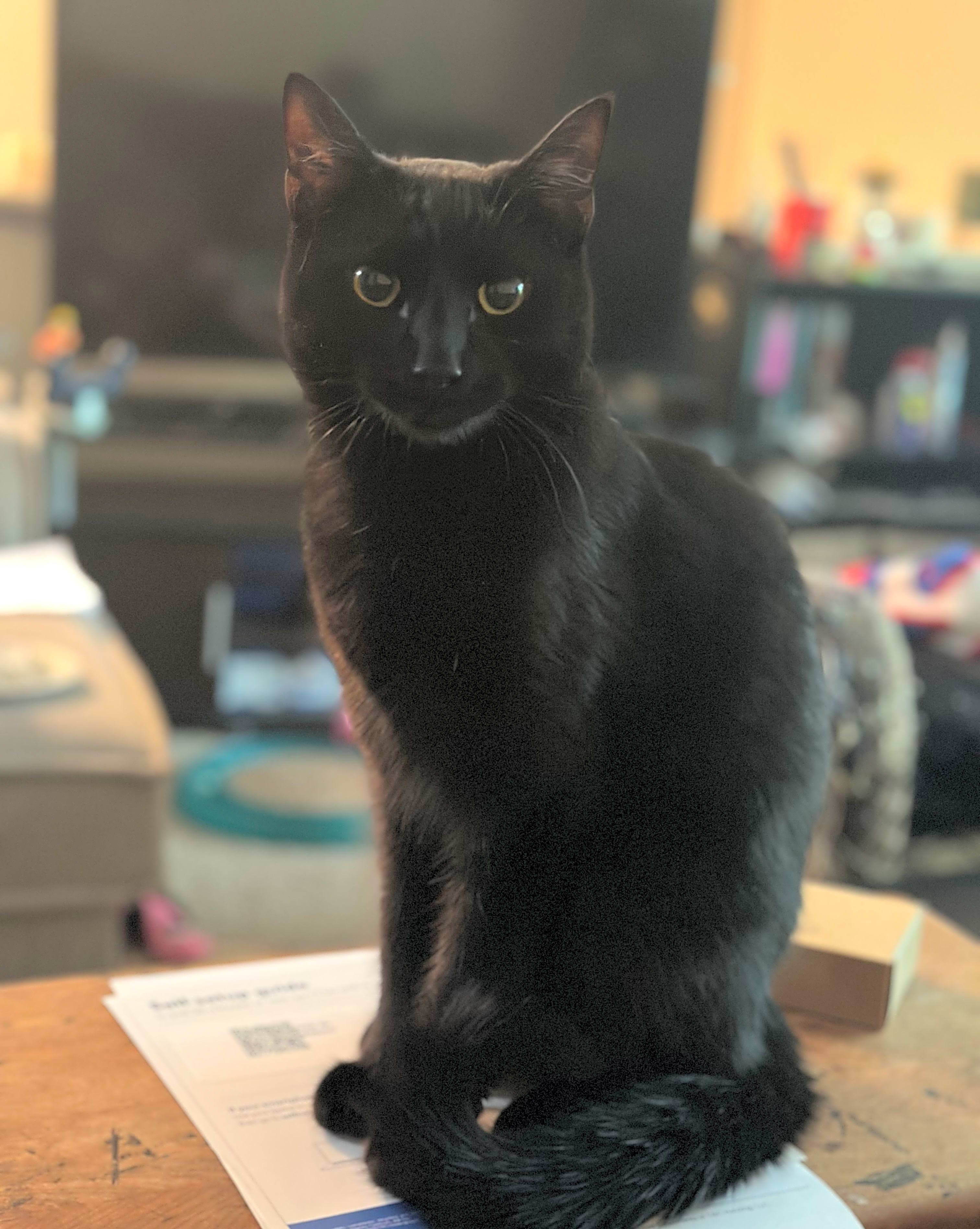 Photo of Obsidian