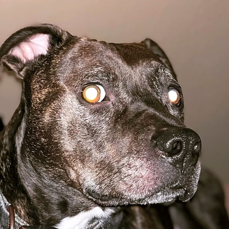 Photo of Bruce
