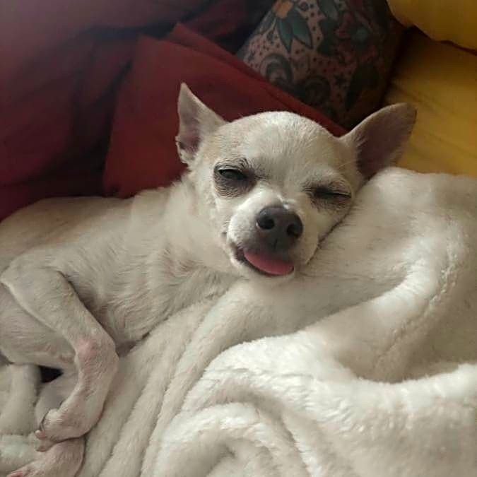 Photo of Luna