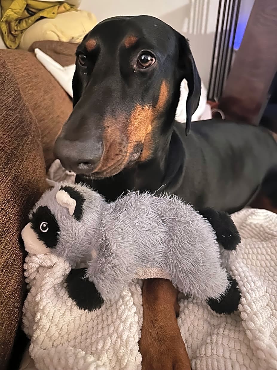 Photo of Gracie