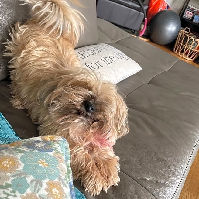Photo of Cooper