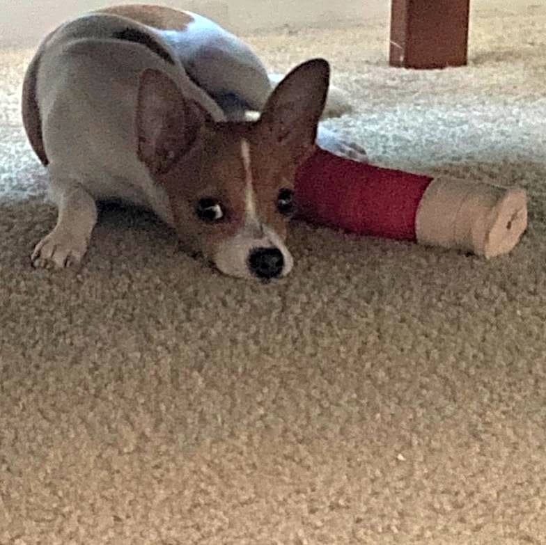 Photo of Pretzel