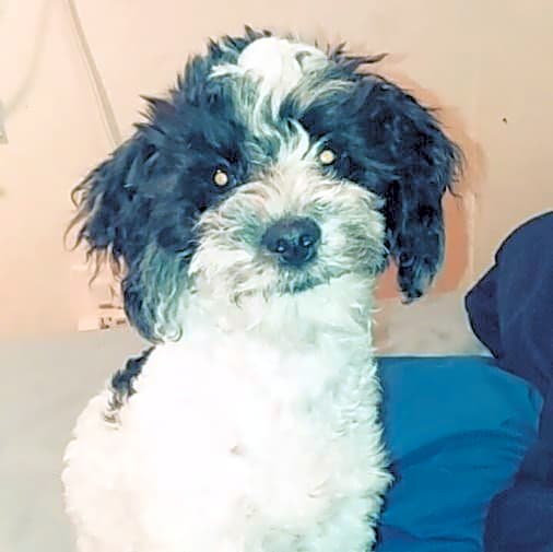 Photo of Nala