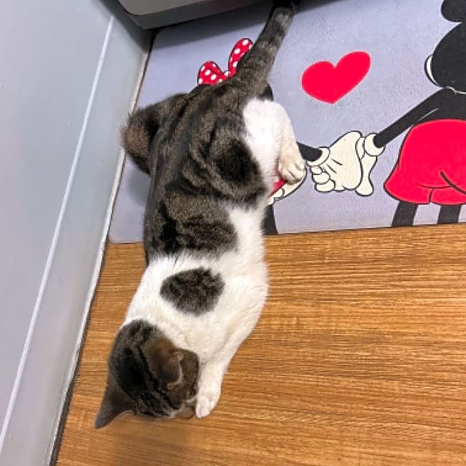 Photo of Max