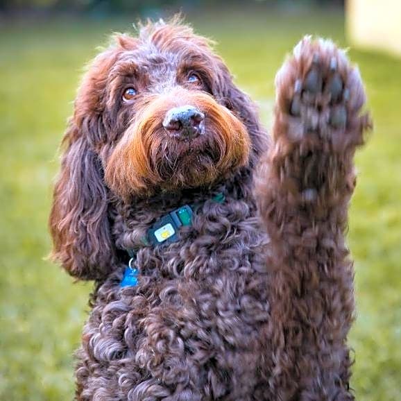 Photo of Baci