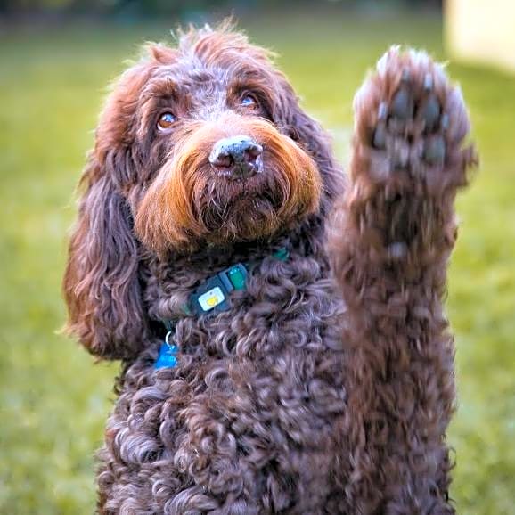 Photo of Baci
