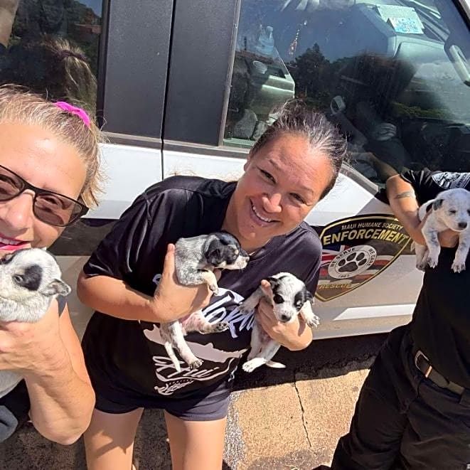 Photo of Moloka'i Dog Family