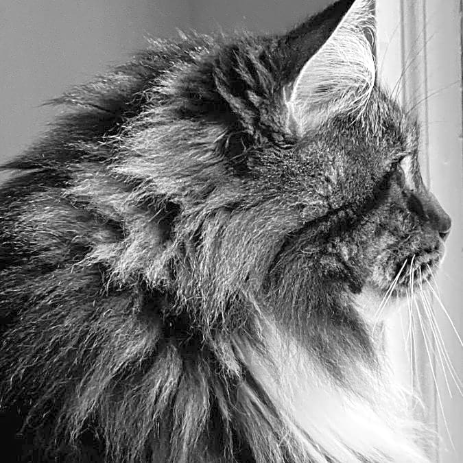 Photo of Fern