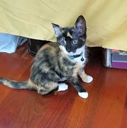 Photo of Kiki