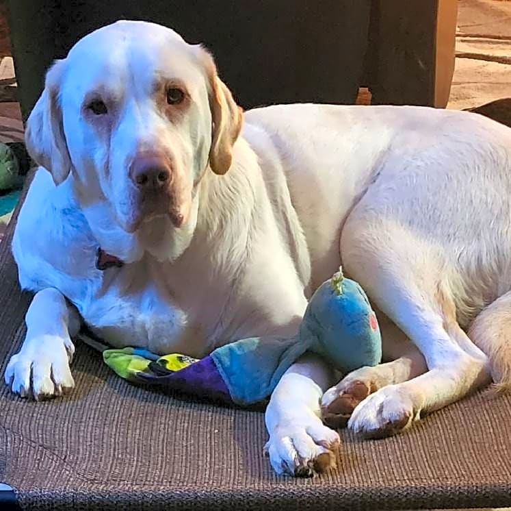 Photo of Trixie
