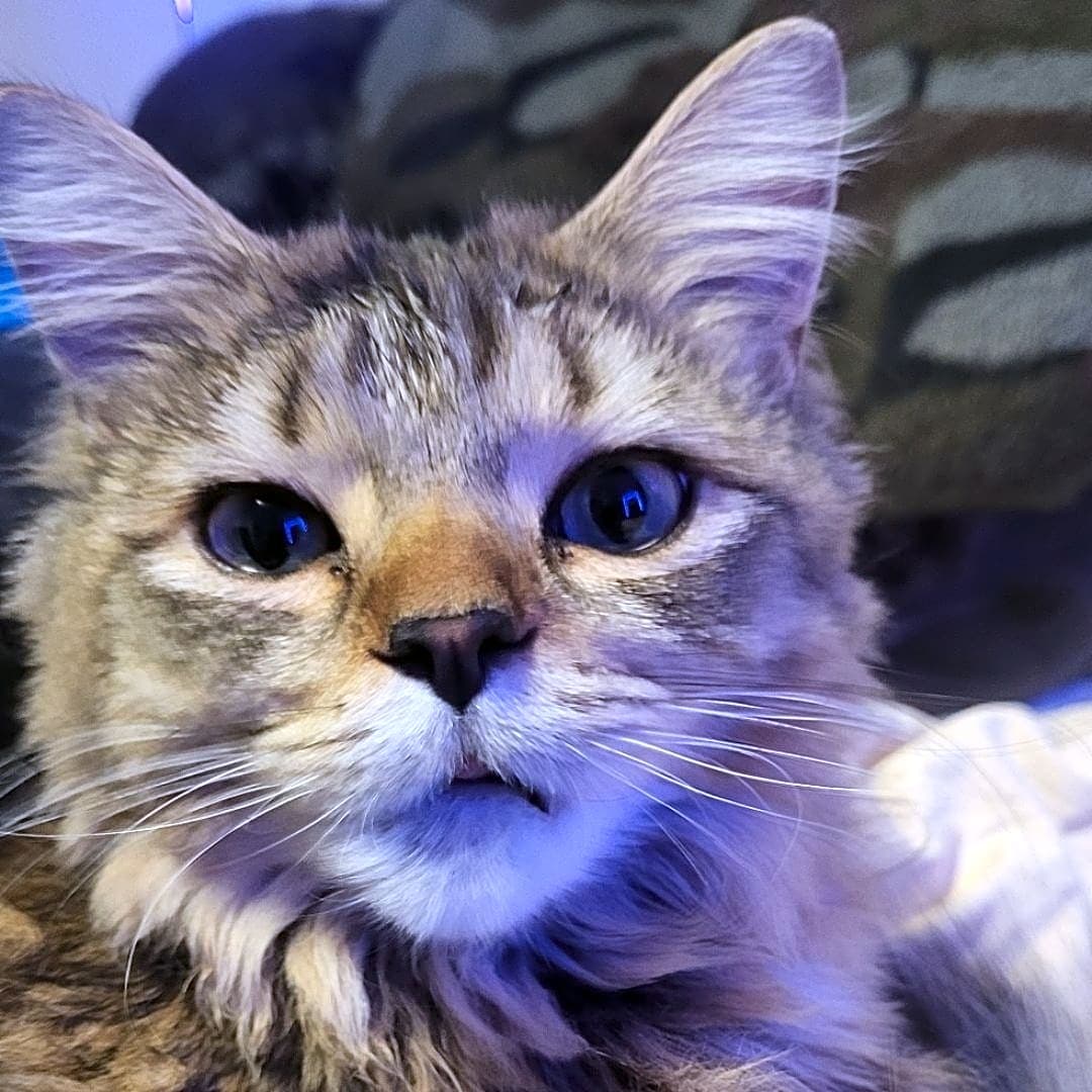 Photo of Baby Meow