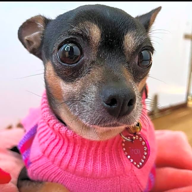 Photo of Tricky Woo