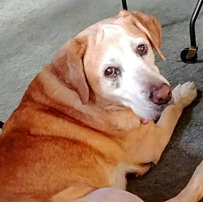 Photo of Lucy Goosie