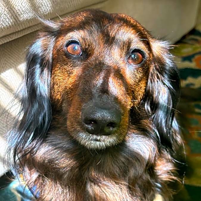 Photo of Ryder