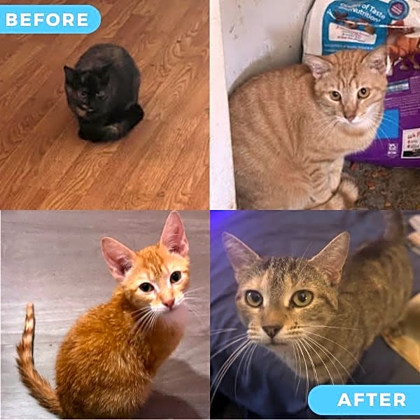 Photo of Hoarding Cats